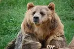 bear, zoo, fur, wildlife, animal, wild, nature, mammal, head, brown bears, brown bear, wild animal, character, green animals, bear, bear, brown bear, brown bear, brown bear, brown bear, brown bear