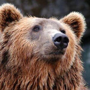Detailed close-up of a brown bear's face, showcasing its expressive eyes and fur texture.